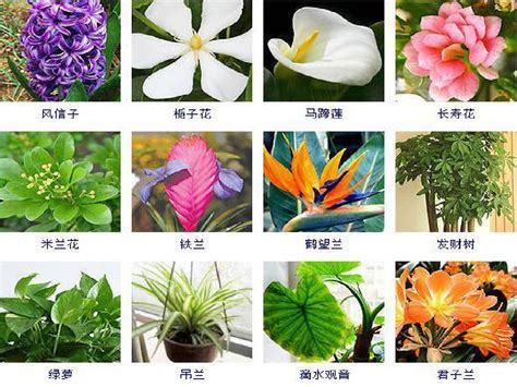 植物名稱大全|常见100种植物名字